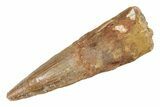 Juvenile Fossil Spinosaurus Tooth - Real Dinosaur Tooth #264813-1